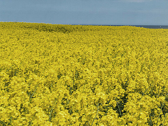 Biofuel production 