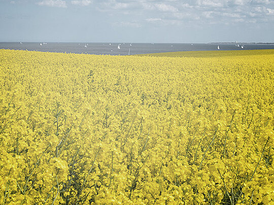 Biofuel production 